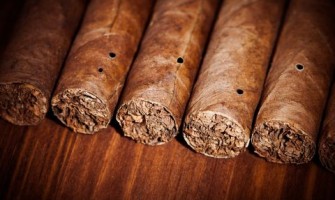 Szivarok dohánybogár-fertőzése