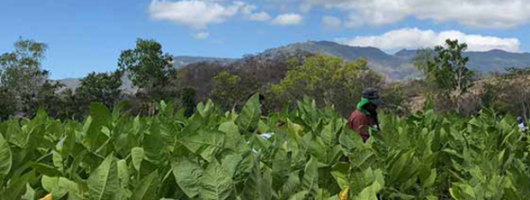 Szivarok Nicaraguából