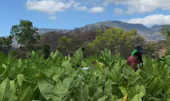 Szivarok Nicaraguából